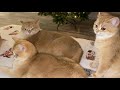 😻 ОДИН ВЕЧЕР С ЗОЛОТЫМИ КОШКАМИ🤩GOLDEN KITTENS🌞