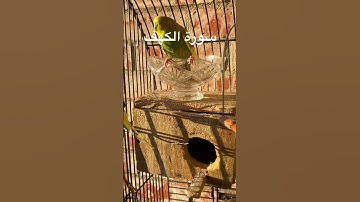 #سورة_الكهف #قرآن #الطبلاوى #مصر #المصحف #العراق #اكسبلور #طيور #البادجي #quran #birds #budgies #us