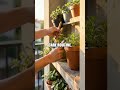 City Balcony to Biophilic Living