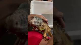 Kenan belajar gendong iguana