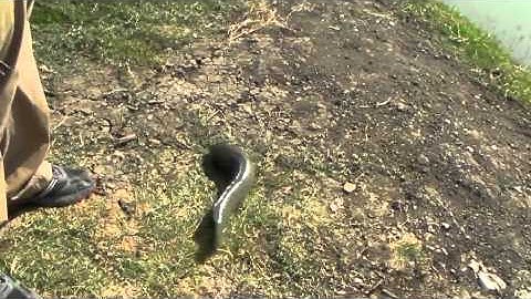 Slangenkop kruipt over land en in het water