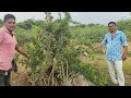 પ્રકૃતિ જાળવણી વડ નું વાવેતર