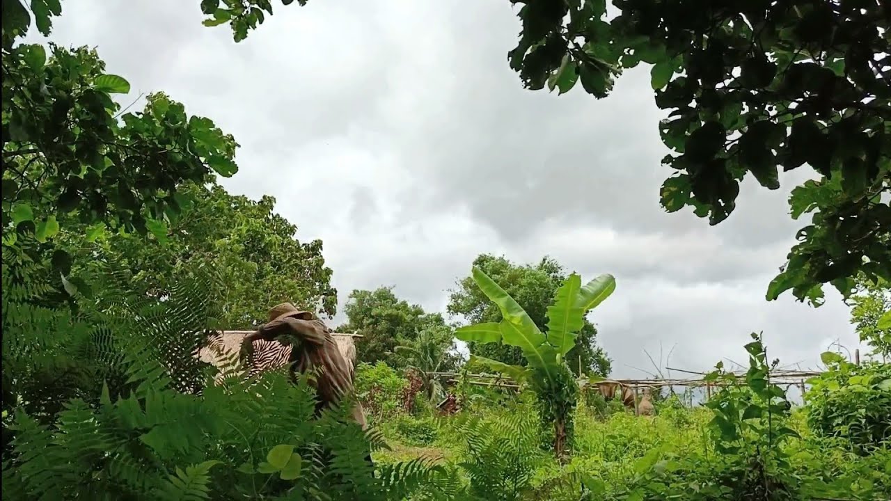 Fiddlehead Ferns: Planting, Harvesting, and Cooking