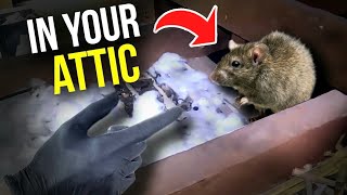 Rodents in your ATTIC!? Here