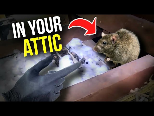 How To Get Rid of Rodents in the Attic - 5 Proven Ways