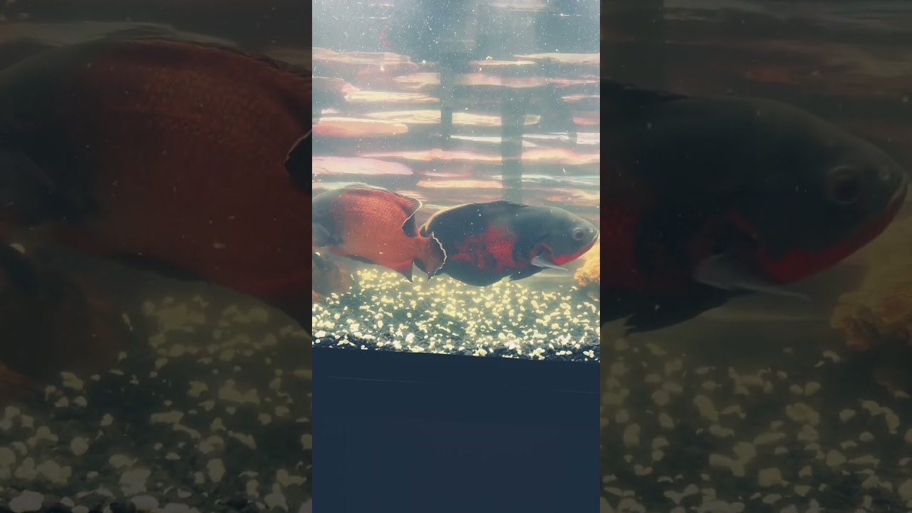 Oscars both from babies to These 🫱🏾‍🫲🏽🐠🐠