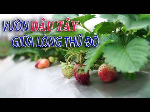 Video: Phương pháp tối ưu hóa các quyết định của người quản lý trong quản lý