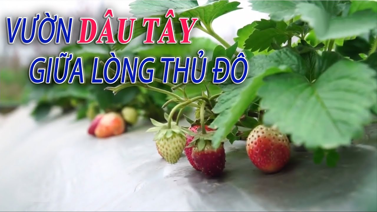 Bí quyết trồng dâu tây hiệu quả nhất  Nextfarm