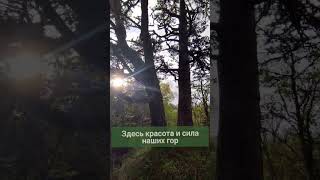 Подписывайтесь❤️#лагонакиживи #ЛэгъоНакъПсэунФай Музыка - "Адыгский княжеский танец" Рами Дарока