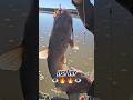 Fish Fry for the family! #shortvideo #trackerboats #catfishing