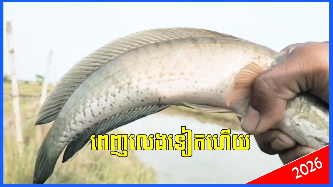 មកបបក់ត្រីខាងព្រៃឈរសប្ដាហ៍នេះ ពេញលេងទៀតហើយពេញវ័តត្រីណាស់ ស្រុកស្រែស្នេហ៍ស្មោះ