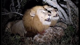 Fighting, then roaring lions! by Neil Whyte 1,652 views 8 months ago 1 minute, 44 seconds