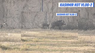 Download Lagu wildboarhunting#animals #funny #4k #viralvideo #vlog #comedy #boarhunting #bull MP3