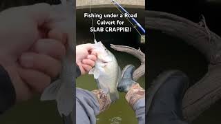 CRAPPIE FISHING a culvert! BIG ones hide under there!! #crappiefishing #creekfishing #bankfishing