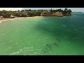 Dolphins with Swimmers at Little Manly - Drone View