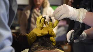 A bald eagle is prepped for release by Tamarack Wildlife Center