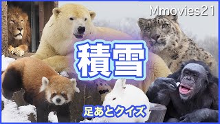 【おでかけ円山動物園】積雪の朝 どうぶつの足あとクイズ ❄チンパンジーの行動にも注目