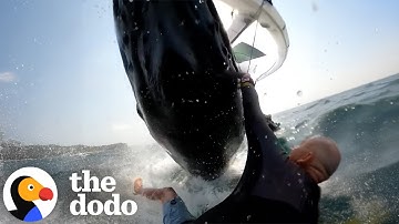 Humpback Whale Slaps Man in Rare Encounter | The Dodo