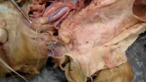 Cat Dissection: Organs... Part 1, Exam 4