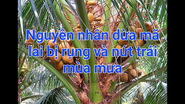 Nguyên nhân dừa mã lai bị rụng và nứt trái mùa mưa