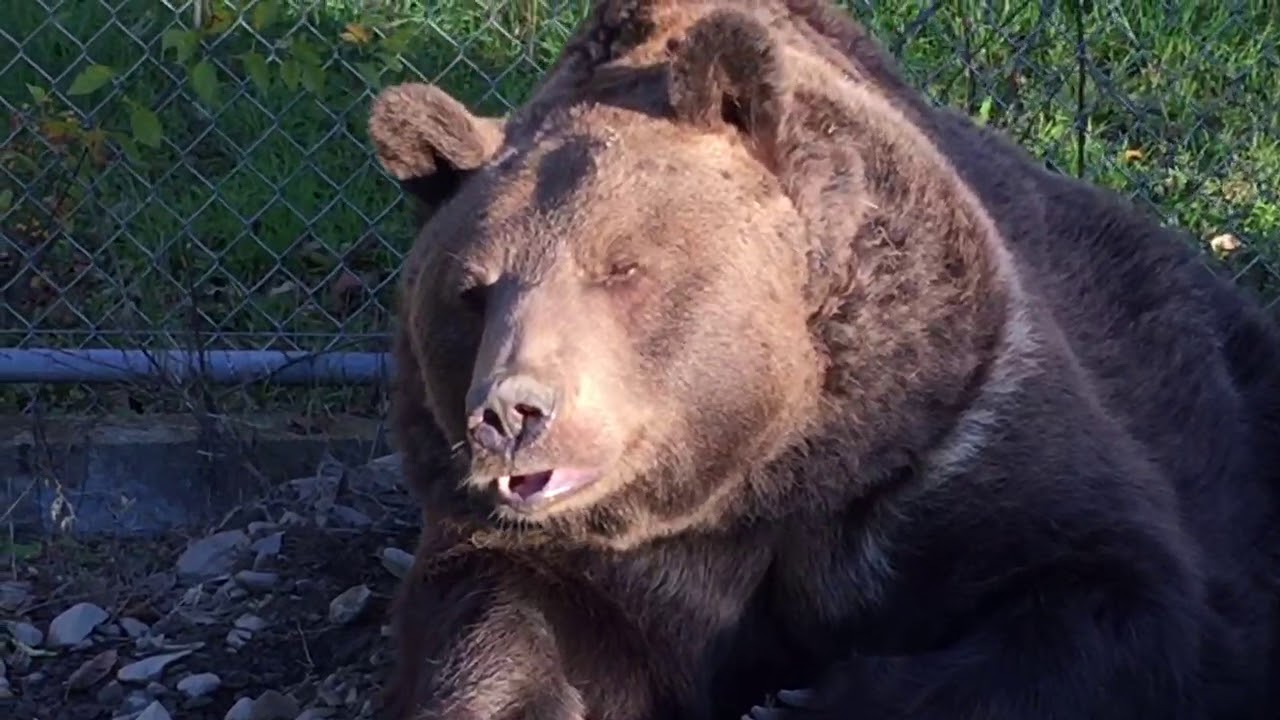 In the summer, Leo prefers to sleep outside instead of in his den. He