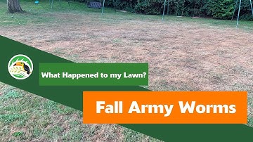 What Happened to My Lawn: Fall Armyworms