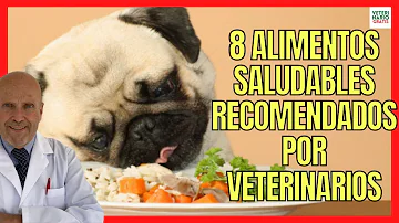 ¿Qué recomiendan los veterinarios que coman los perros?