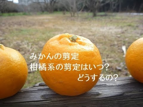 みかんの剪定はいつ どうすればいいの Youtube