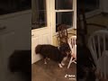 TikTok Proof Dogs Don T Know What You Re Saying 