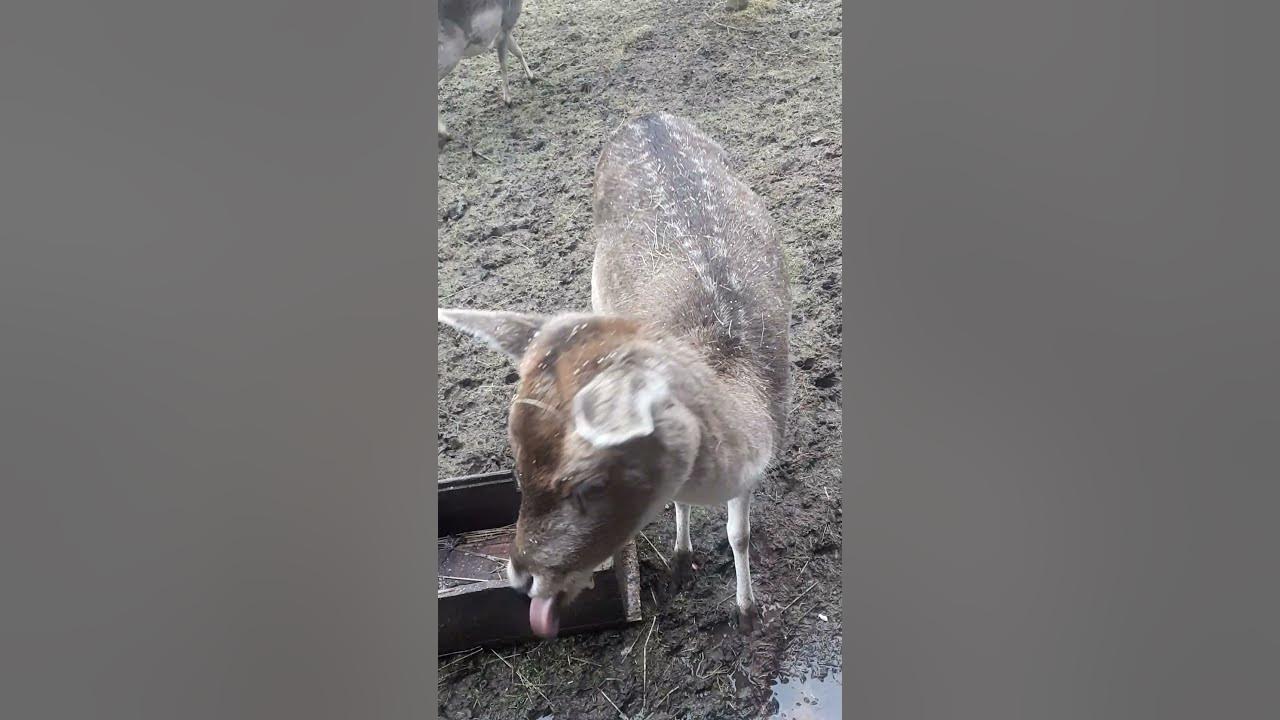 feeding-deer-apples-youtube