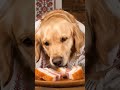 Пес українець їсть сало Ai Dog ші Aivideo Aiart штучний інтелект Пес українець їсть сало Ai Dog ші Aivideo Aiart штучний інтелект