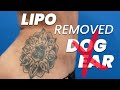 Can "Dog Ears" from a Tummy Tuck Be Removed?