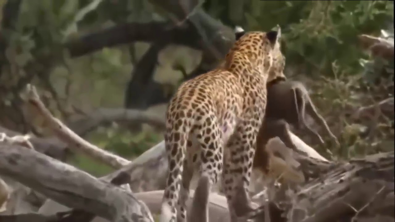 Amazing Hungry Crocodile Hunting Lion and Jaguar, Big Battle Animals