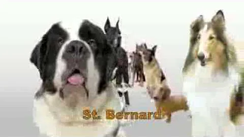 20 Dogs   Funny Song for Kids Naming 20 Different Dogs