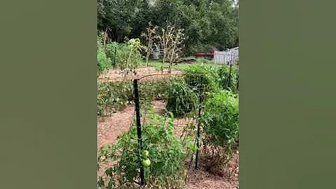 Kathy Rushing's Garden Tour: the Vegetable and Fru...