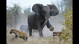 Clan of Hyenas vs Huge Elephant