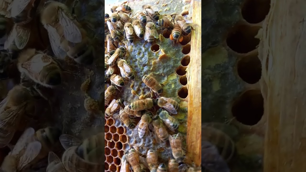 Bees 'capping' a honey frame with wax (sealing nectar with wax for honey storage)