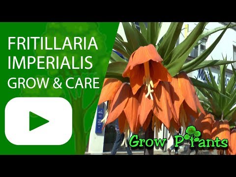 Video: Fritillaria Care: Cov Ntaub Ntawv Ntawm Fritillaria Cog