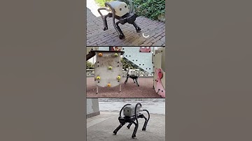 This robot dog has a job