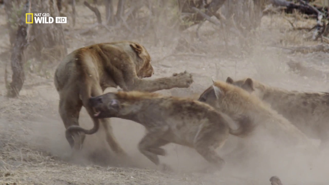 Top 58+ imagen leones matan hienas en africa