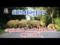 Elephants crossing at Malakkapara - Trip to Parambikulam