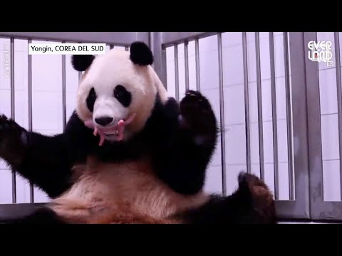 Corea del Sud, festa doppia allo zoo: nati due gemelli di panda gigante