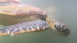 Turtle Sanctuary Zanzibar by NaturePOV 79 views 4 months ago 5 minutes, 1 second