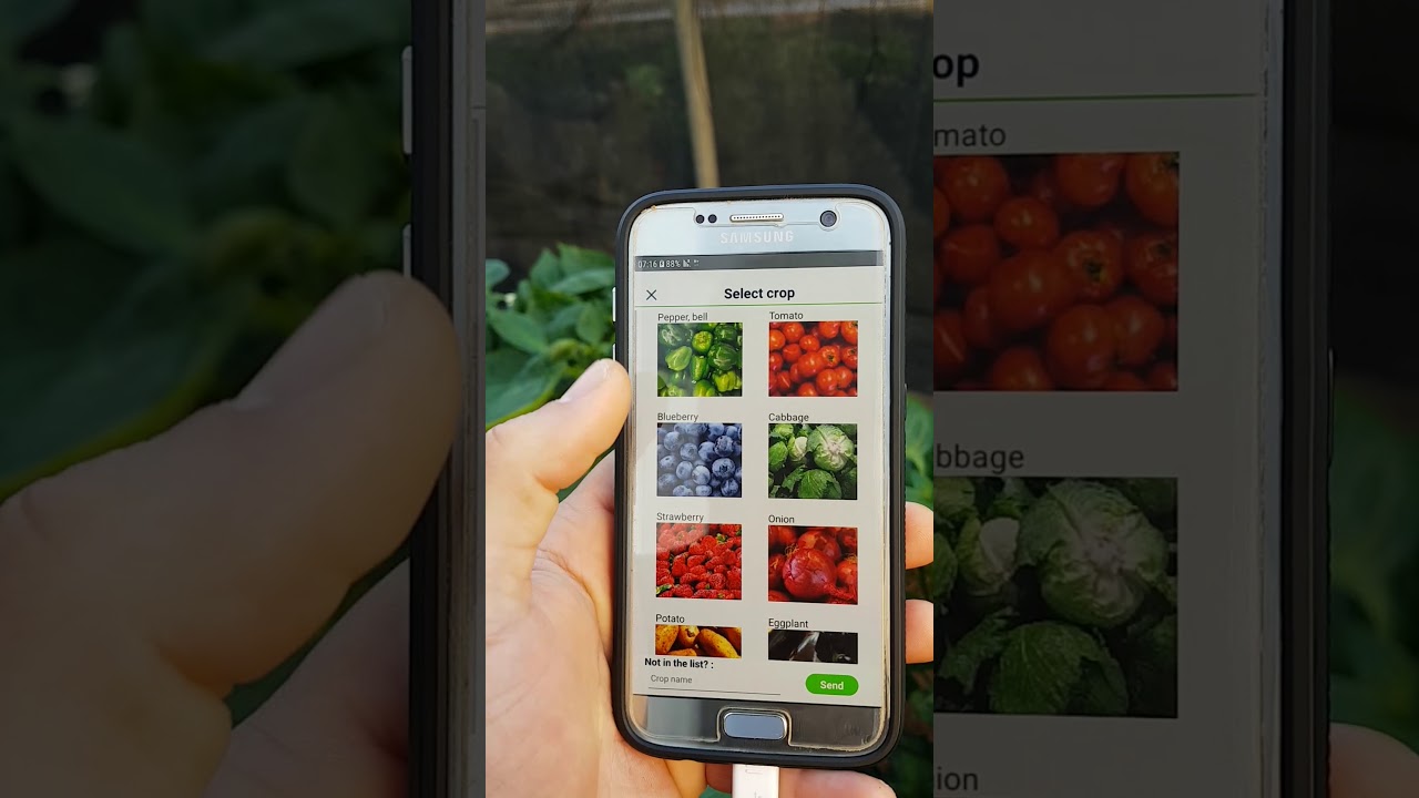 Agrio Broad mites full