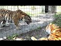 Real Tiger VS Fake Tiger