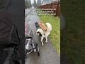 We’re huskies and demand walkies rain or shine! #siberianhusky #dogwalk