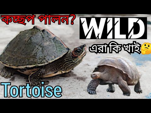 কচ্ছপ কিভাবে পালবেন জানুন? কচ্ছপ এর যত্ন কিভাবে নিবেন দেখুন?#TortoiseCare