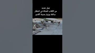 جيل جديد من الكلاب الضالة في انتظار ساكنة وزوار مدينة أكادير 