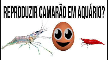 Como criar camarão fantasma?