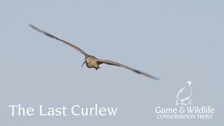 The Last Curlew: Action for Curlew Appeal 2024